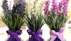 50 plantas que atraem energia positiva