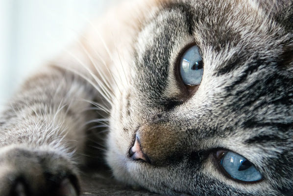 Por que os gatos são protetores contra Espíritos e energias Negativas?