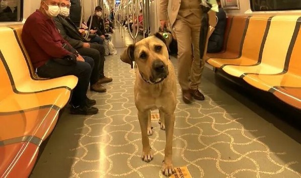 As pessoas viram este cachorro usando transporte público em Istambul, então as autoridades colocaram um rastreador nele. Acontece que ele viaja mais de 30 quilômetros por dia